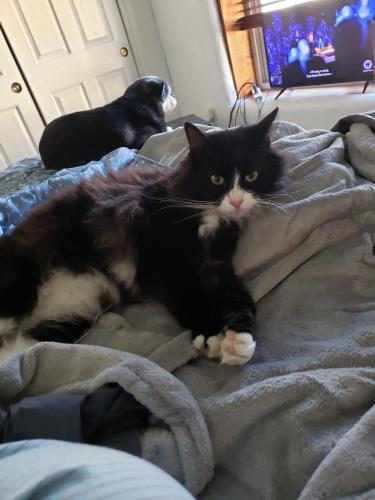 Lost Male Cat last seen Don Andres Place SW, Albuquerque, NM 87105