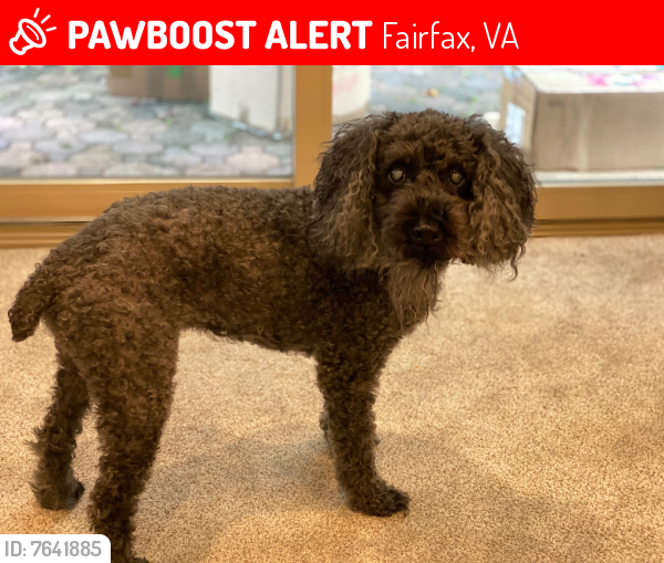 Deceased Male Dog last seen Near Tapestry Drive, Fairfax, VA 22032