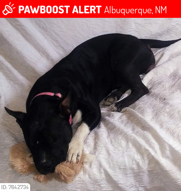 Lost Female Dog last seen Madera , Albuquerque, NM 87110
