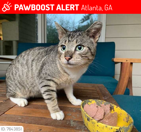 Lost Male Cat last seen Club Forest subdivision, Atlanta, GA 30319