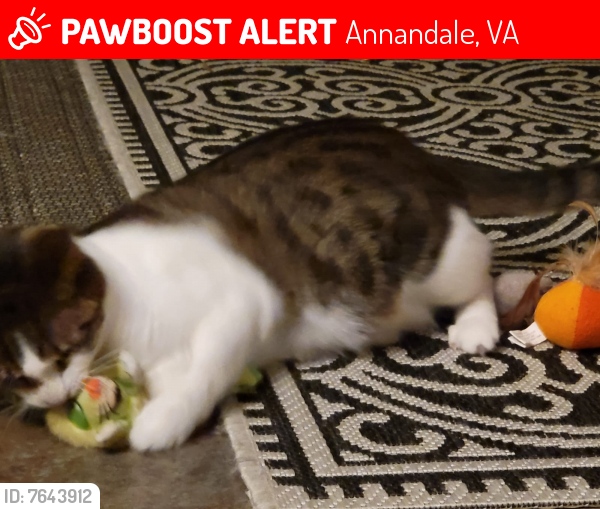 Lost Female Cat last seen Wakefield Chapel and Queen Elizabeth , Annandale, VA 22003