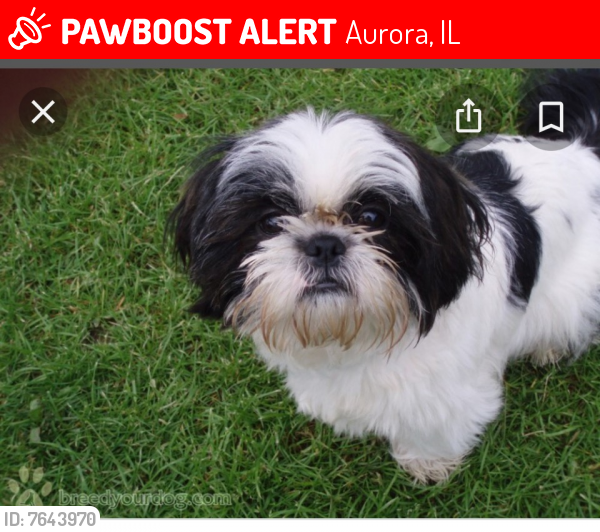 Lost Male Dog last seen Galena Blvd and Grand ave , Aurora, IL 60505
