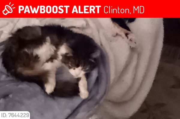 Lost Female Cat last seen Near Woodyard Road Clinton maryland, Clinton, MD 20735