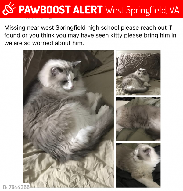 Lost Male Cat last seen Center Rd, Rolling Road in back of west Springfield high school , West Springfield, VA 22152