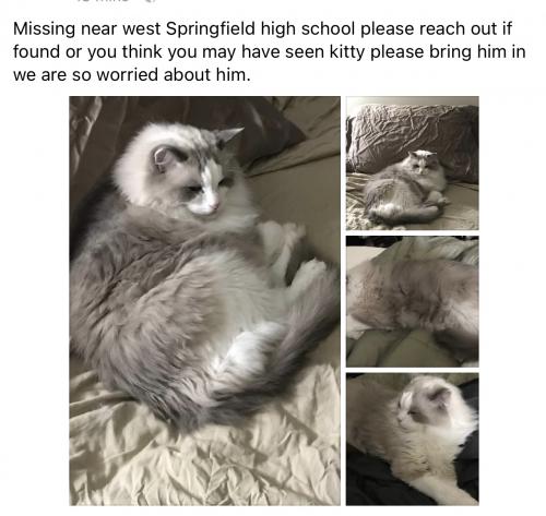 Lost Male Cat last seen Center Rd, Rolling Road in back of west Springfield high school , West Springfield, VA 22152