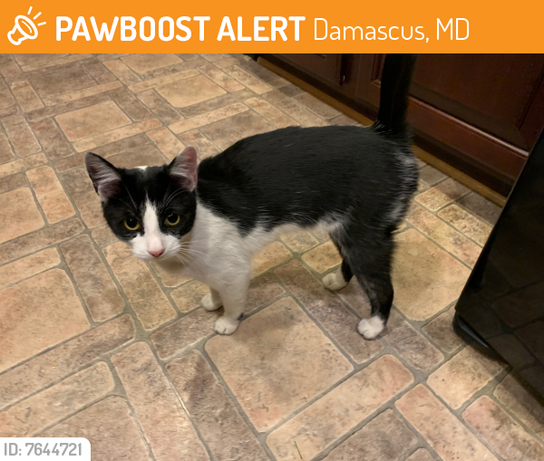 Found/Stray Female Cat last seen Greenel Road and Farmview Lane, Damascus, Damascus, MD 20872