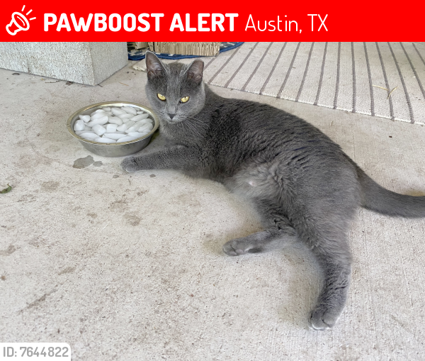 Lost Female Cat last seen Belford Dr between Mullen & Camden, Austin, TX 78757