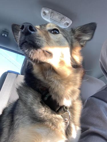 Found/Stray Female Dog last seen Annandale rd and beechtree lane, West Falls Church, VA 22042