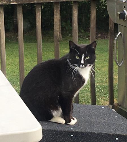 Lost Male Cat last seen MLK Jr Rd near RR Crossing & Pine Hall Rd, Walnut Cove, NC 27052