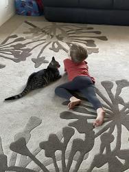 Lost Female Cat last seen St stephens school Duncraig , Duncraig, WA 6023