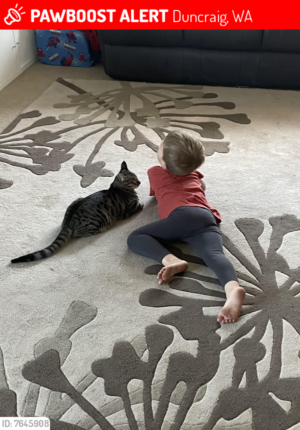 Lost Female Cat last seen St stephens school Duncraig , Duncraig, WA 6023