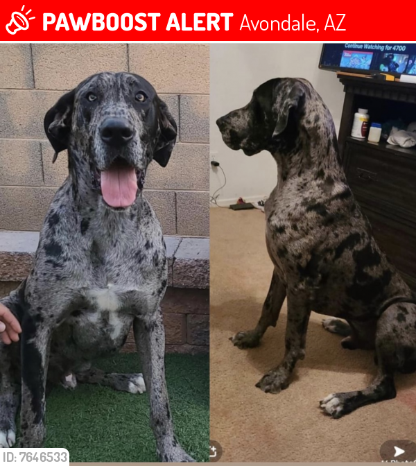 Lost Male Dog last seen El mirage and lower buckeye towards the new builds, Avondale, AZ 85323