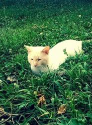 Reunited Female Cat last seen 10th and Arnolda, Indianapolis, IN 46222