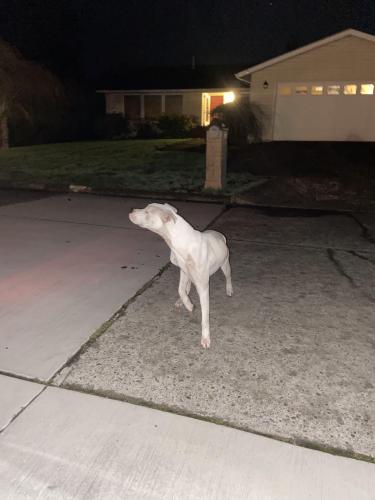 Found/Stray Unknown Dog last seen Pennsylvania and 32nd st Longview wa, Longview, WA 98632