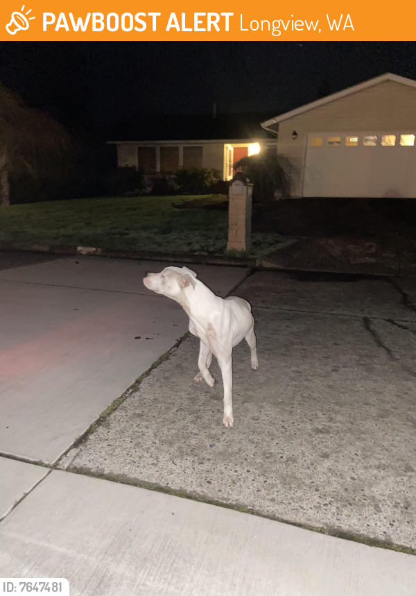 Found/Stray Unknown Dog last seen Pennsylvania and 32nd st Longview wa, Longview, WA 98632