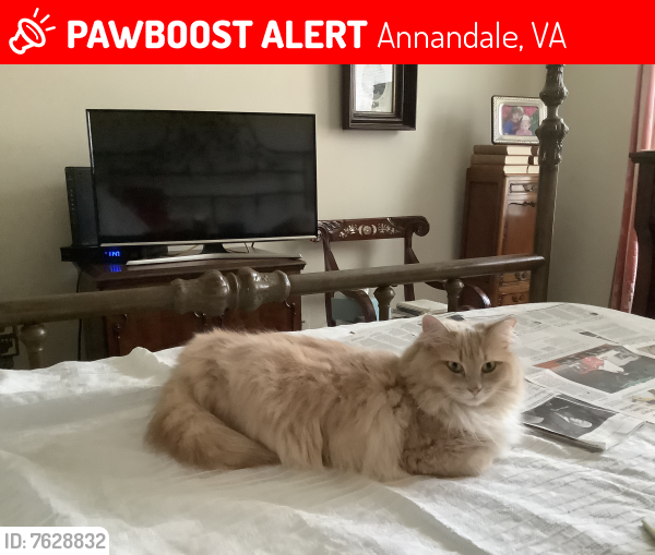 Lost Male Cat last seen Carmelo drive and Mc Worther street , Annandale, VA 22003