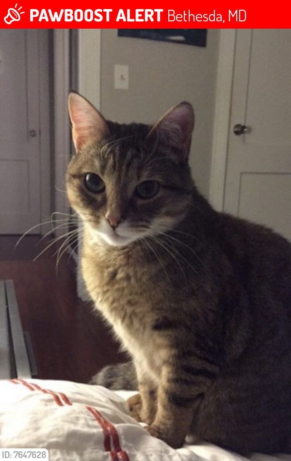 Lost Female Cat last seen MacArthur Blvd., Bethesda, MD 20816