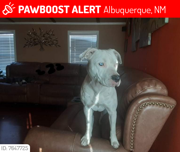 Lost Female Dog last seen Broadway blvd. and San Jose st, Albuquerque, NM 87102