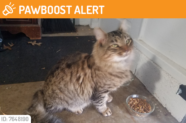Found/Stray Male Cat last seen Honeysuckle Drive and Kemptown Rd, Montgomery County, MD 20872