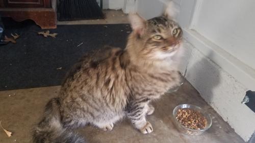 Found/Stray Male Cat last seen Honeysuckle Drive and Kemptown Rd, Montgomery County, MD 20872