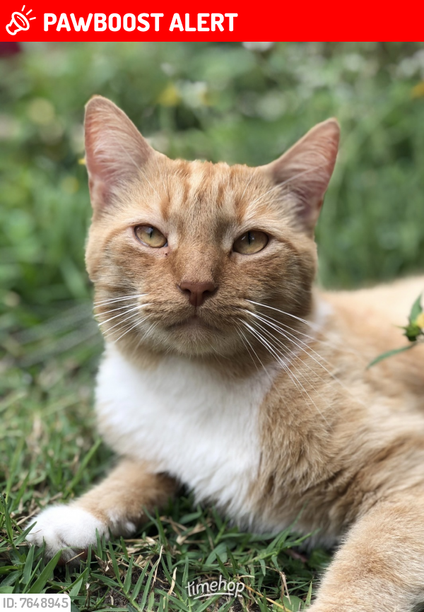 Lost Male Cat last seen Briarberry Lane , Greater Northdale, FL 33618