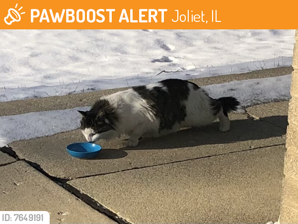 Found/Stray Unknown Cat last seen Plainfield Rd and Hennepin Dr, Joliet, IL 60435