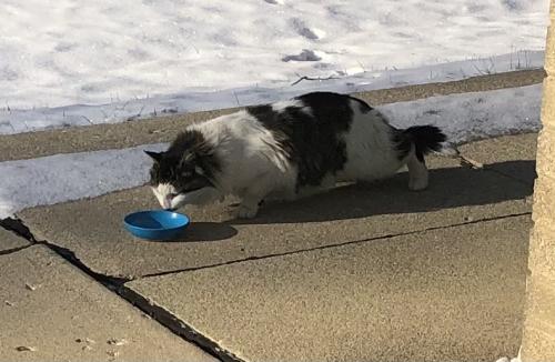 Found/Stray Unknown Cat last seen Plainfield Rd and Hennepin Dr, Joliet, IL 60435