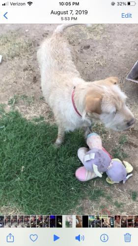 Lost Female Dog last seen Near north 44th ave Phoenix Arizona 85031, Hyattsville, MD 20781