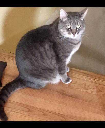 Lost Male Cat last seen Edgehill Dr. and Holly Hill Dr. , Montclair, VA 22025