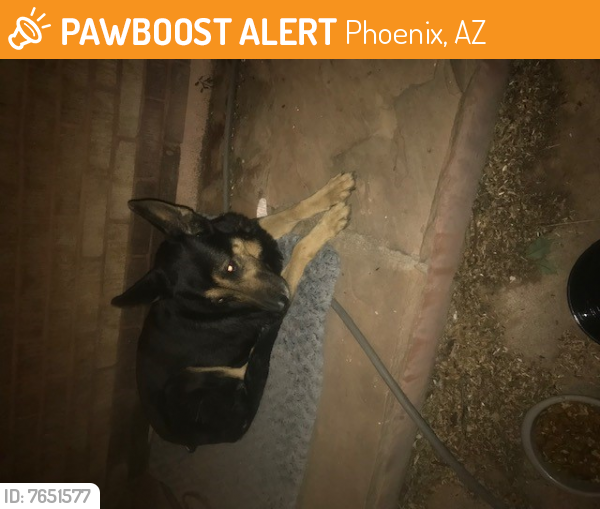 Rehomed Female Dog last seen w roosevelt st and n 10th ave, Phoenix, AZ 85007