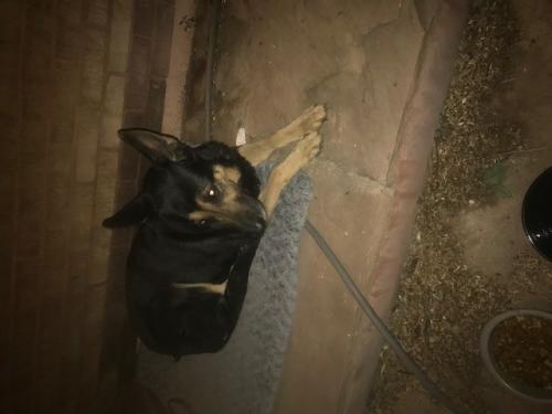 Found/Stray Female Dog last seen w roosevelt st and n 10th ave, Phoenix, AZ 85007
