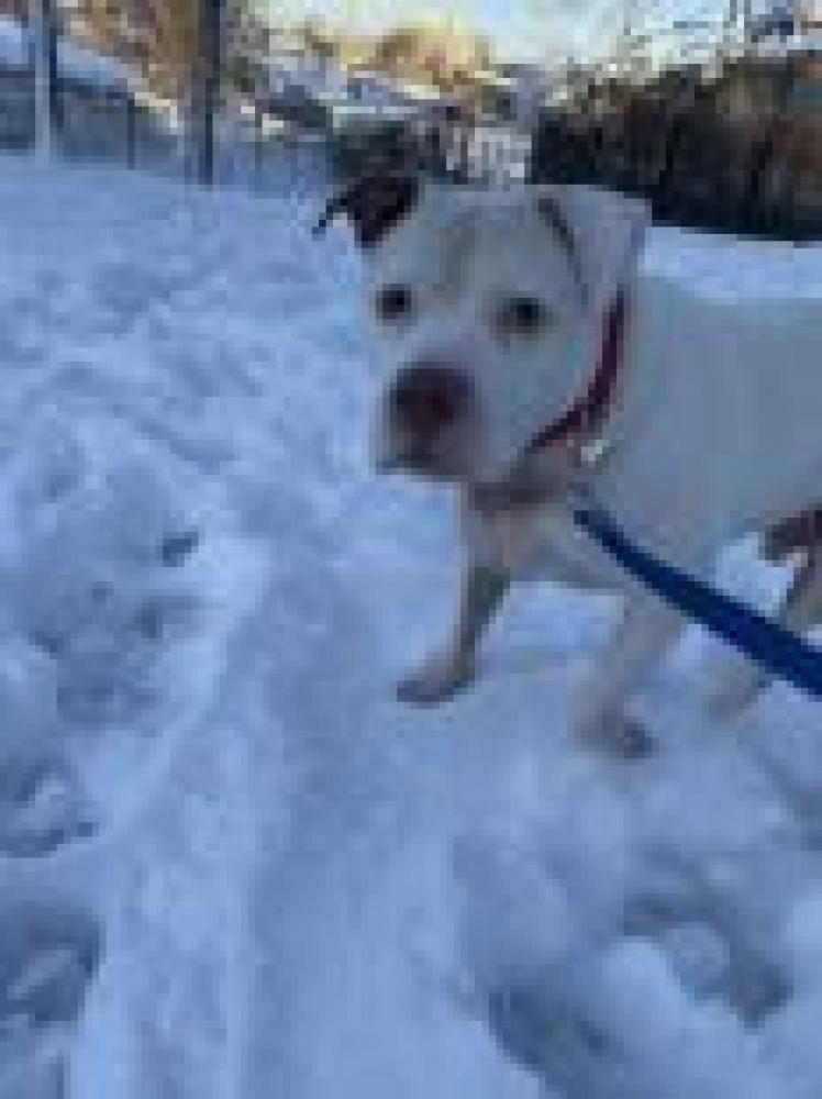 Shelter Stray Male Dog last seen Lincolnia, VA 22312, Fairfax, VA 22032