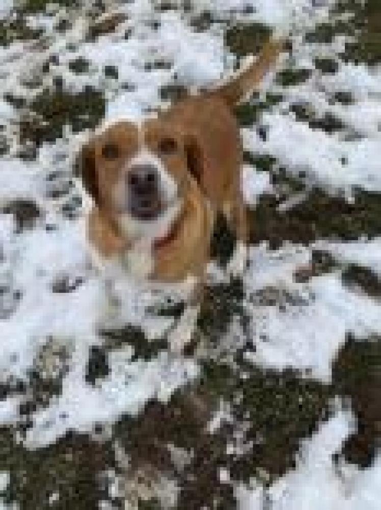 Shelter Stray Female Dog last seen , Fairfax, VA 22032