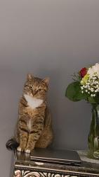 Lost Female Cat last seen Near Stewart’s lane Danville Ky , Danville, KY 40422