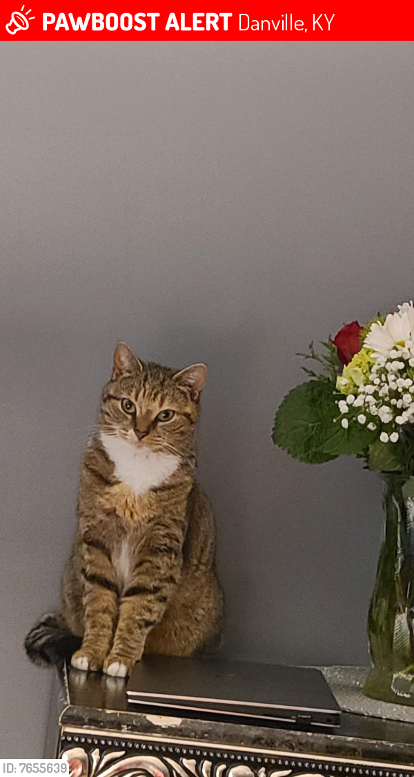 Lost Female Cat last seen Near Stewart’s lane Danville Ky , Danville, KY 40422