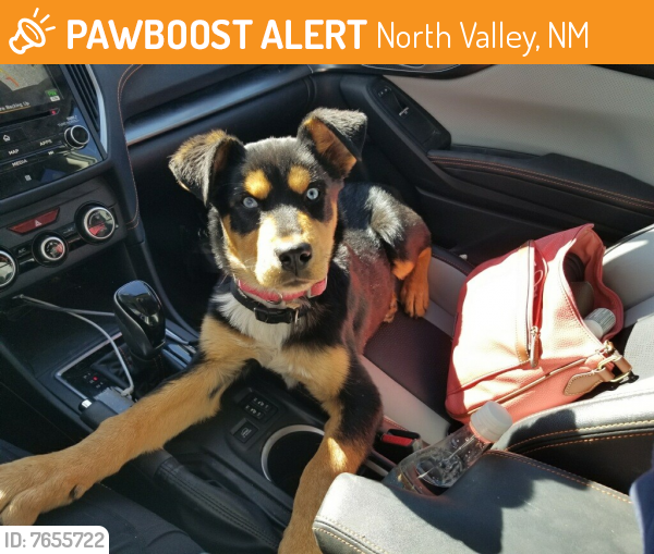 Found/Stray Female Dog last seen Edith & Osuna, Albuquerque, NM 87107