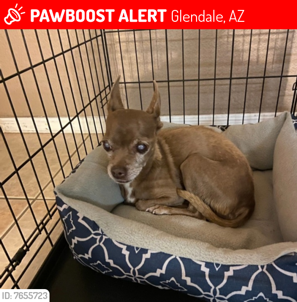 Lost Male Dog last seen 75th Avenue & Camelback Rd, Glendale, AZ 85303