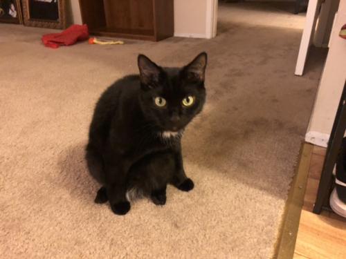 Lost Male Cat last seen Near Quinby street silver spring Maryland , Silver Spring, MD 20901