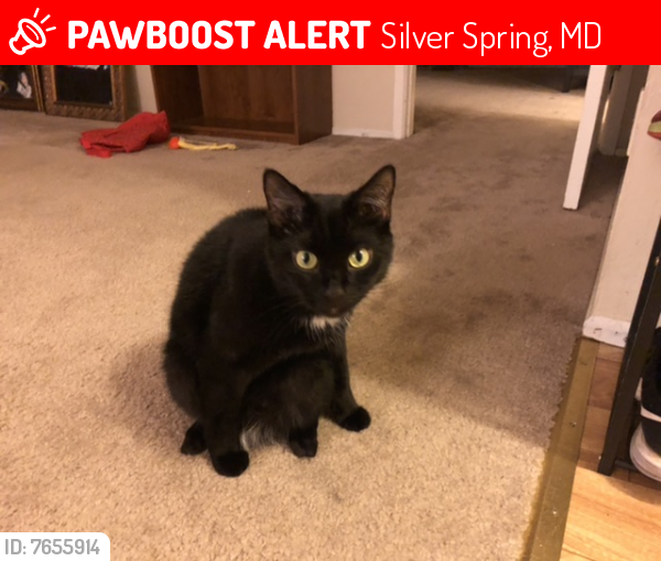 Lost Male Cat last seen Near Quinby street silver spring Maryland , Silver Spring, MD 20901