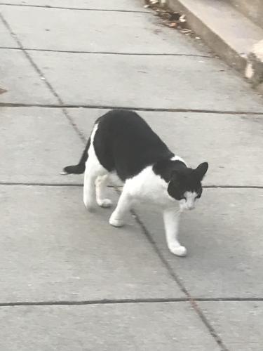 Found/Stray Unknown Cat last seen Near rittenhouse st nw washinton dc 20011, Washington, DC 20011