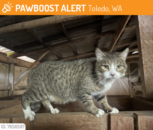 Found/Stray Female Cat last seen Near Toledo Salmon Creek Rd Toledo, WA , Toledo, WA 98591