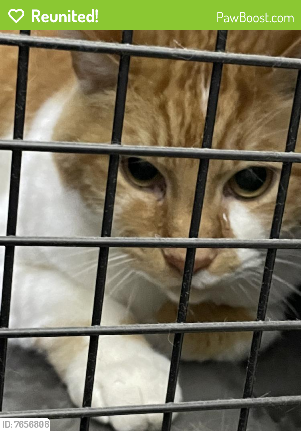 Reunited Male Cat last seen Herndon, VA 20170, USA, Herndon, VA 20170