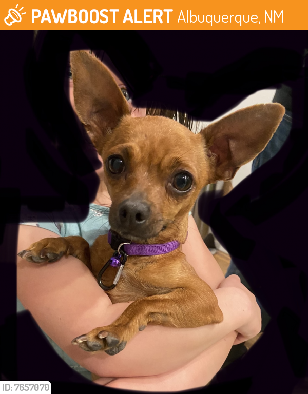 Rehomed Female Dog last seen Lomas and Monroe, Albuquerque, NM 87108