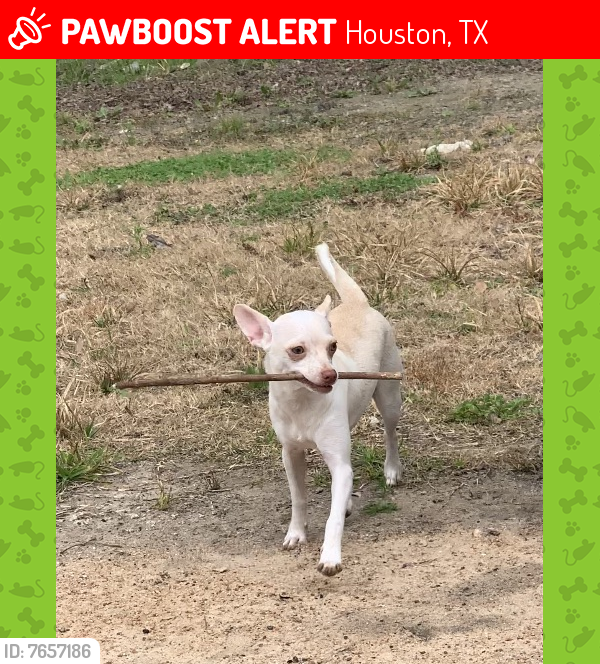 Lost Female Dog last seen Near Greens Crossing Blvd, Houston, TX 77038, Houston, TX 77038