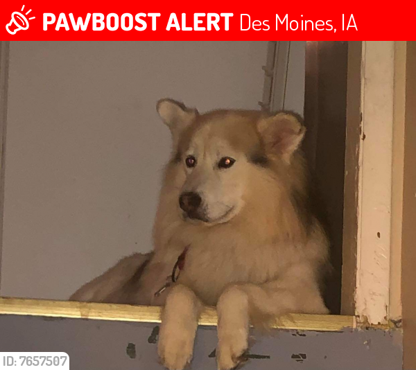 Lost Male Dog last seen Sw 9th ,south union, Des Moines, IA 50315