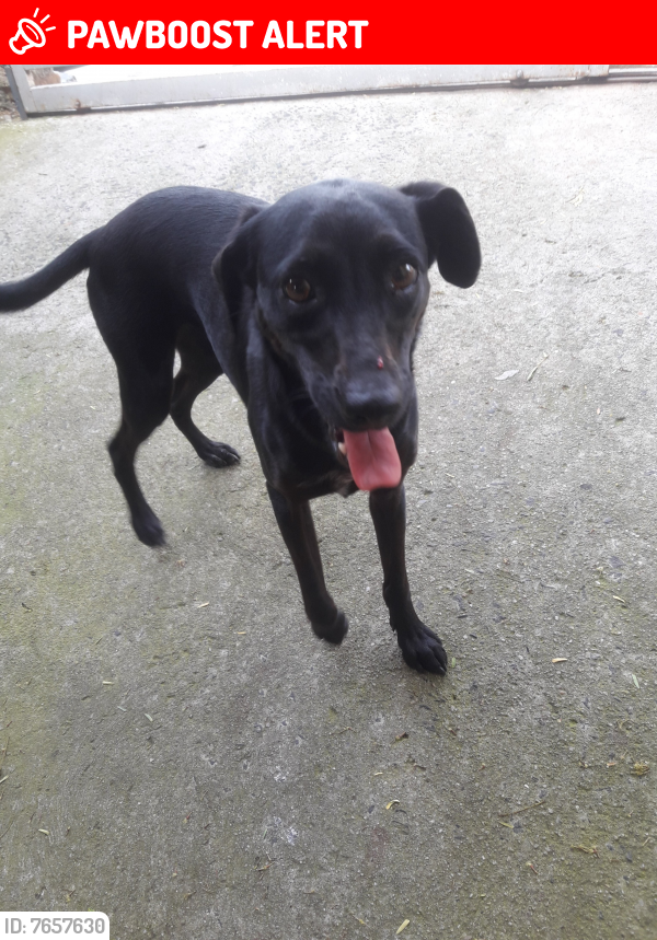 Lost Female Dog last seen Rua lírios do  vale, Jardim Conceição, SP 