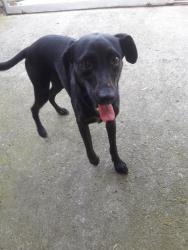 Lost Female Dog last seen Rua lírios do  vale, Jardim Conceição, SP 