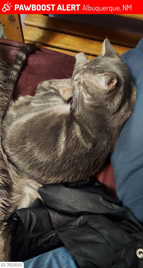 Lost Male Cat last seen 98th and Gibson , Albuquerque, NM 87121