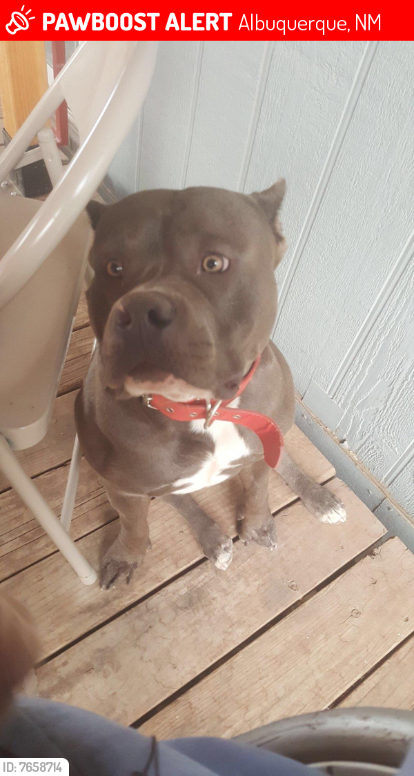 Lost Male Dog last seen 2nd and osuna area , Albuquerque, NM 87107