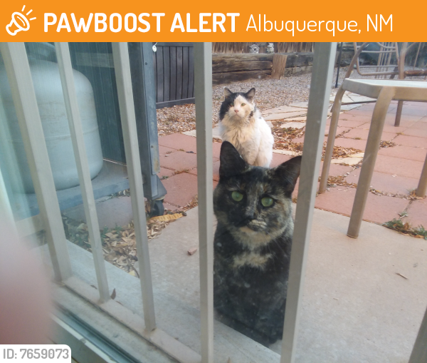 Surrendered Female Cat last seen Unser and Arenal , Albuquerque, NM 87121